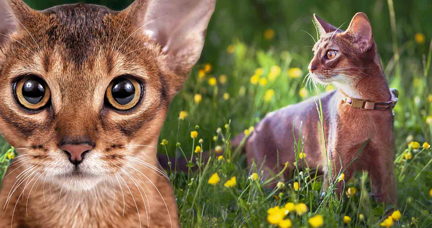 Abyssinian