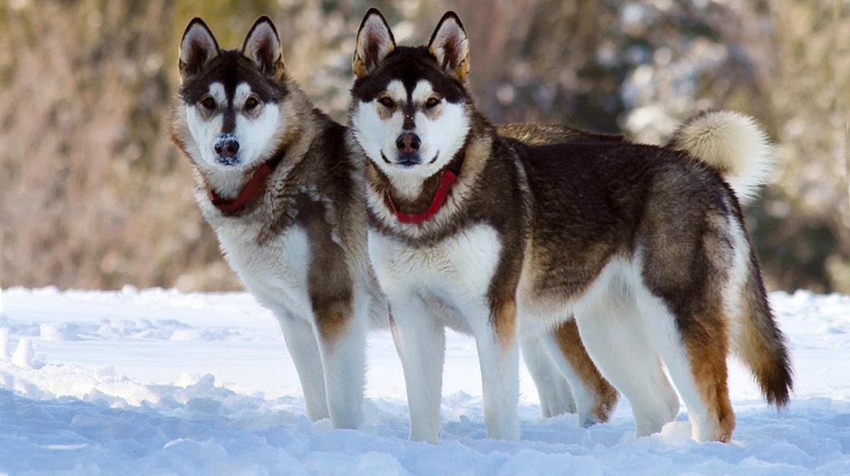 Alaskan Malamute