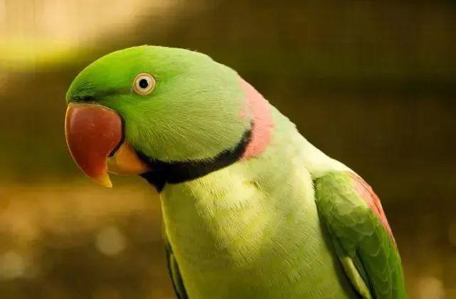 Alexandrine Parakeet