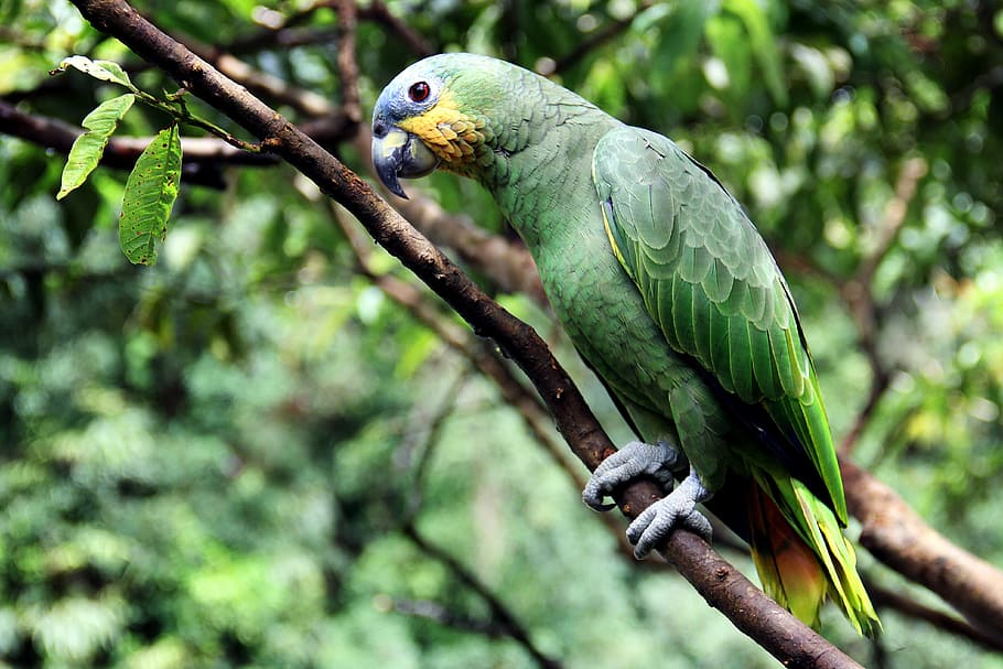 Amazon Parrot