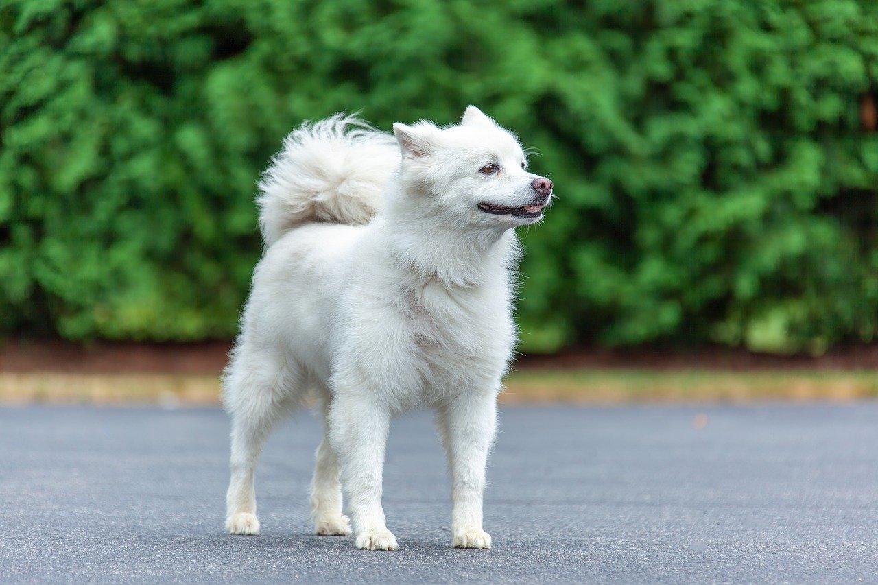 美国爱斯基摩犬