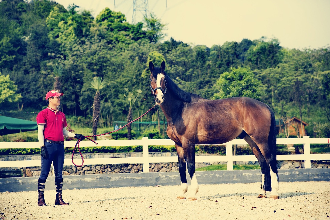 American Quarter Horse