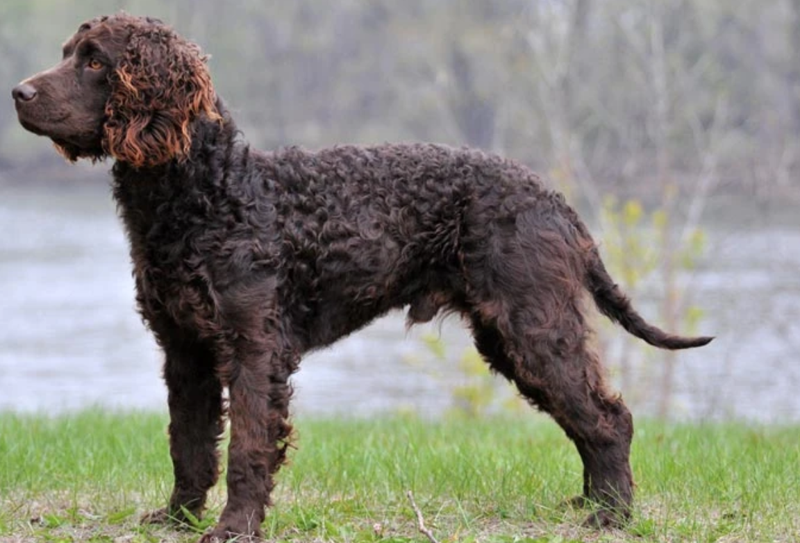 American Water Spaniel