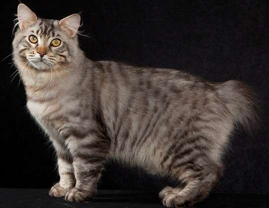 American Bobtail