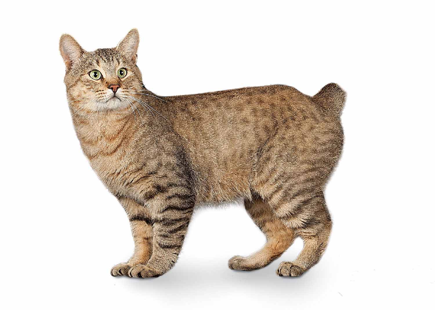 American Bobtail Shorthair