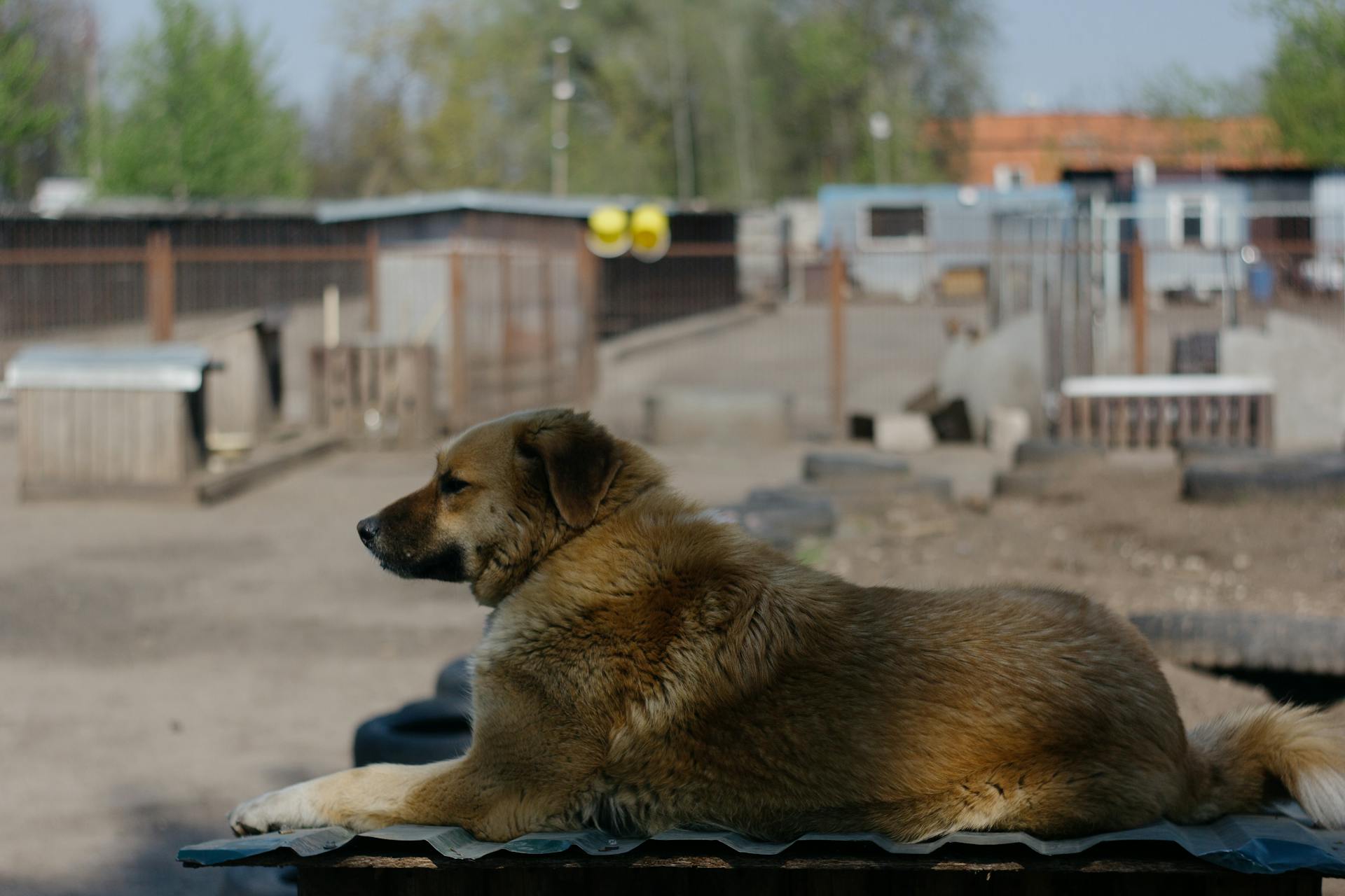 Anatolian Shepherd Dog