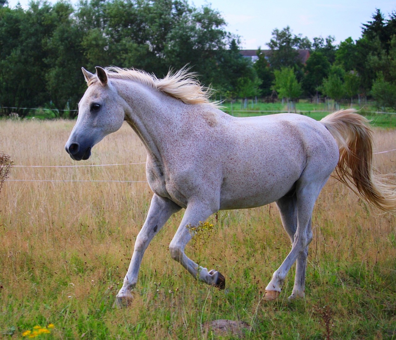 Arabian Horse