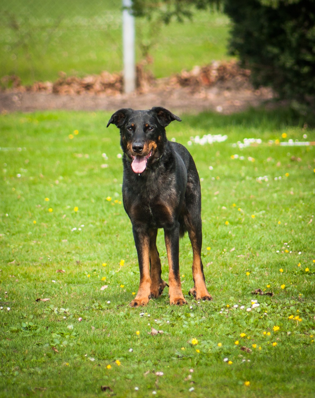 Beauceron