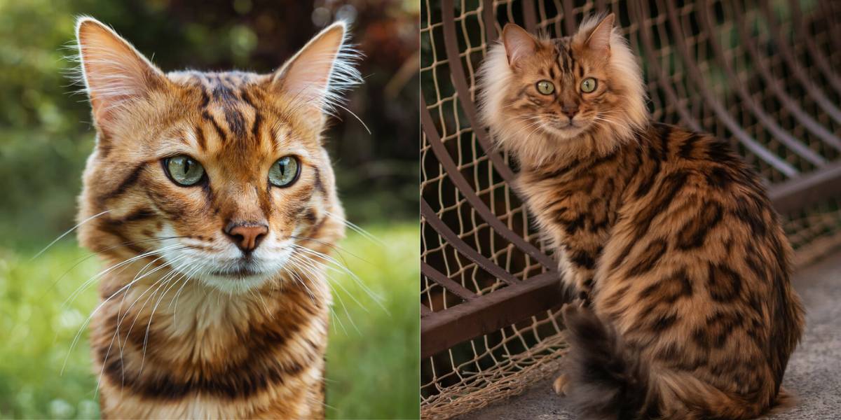 Bengal Longhair