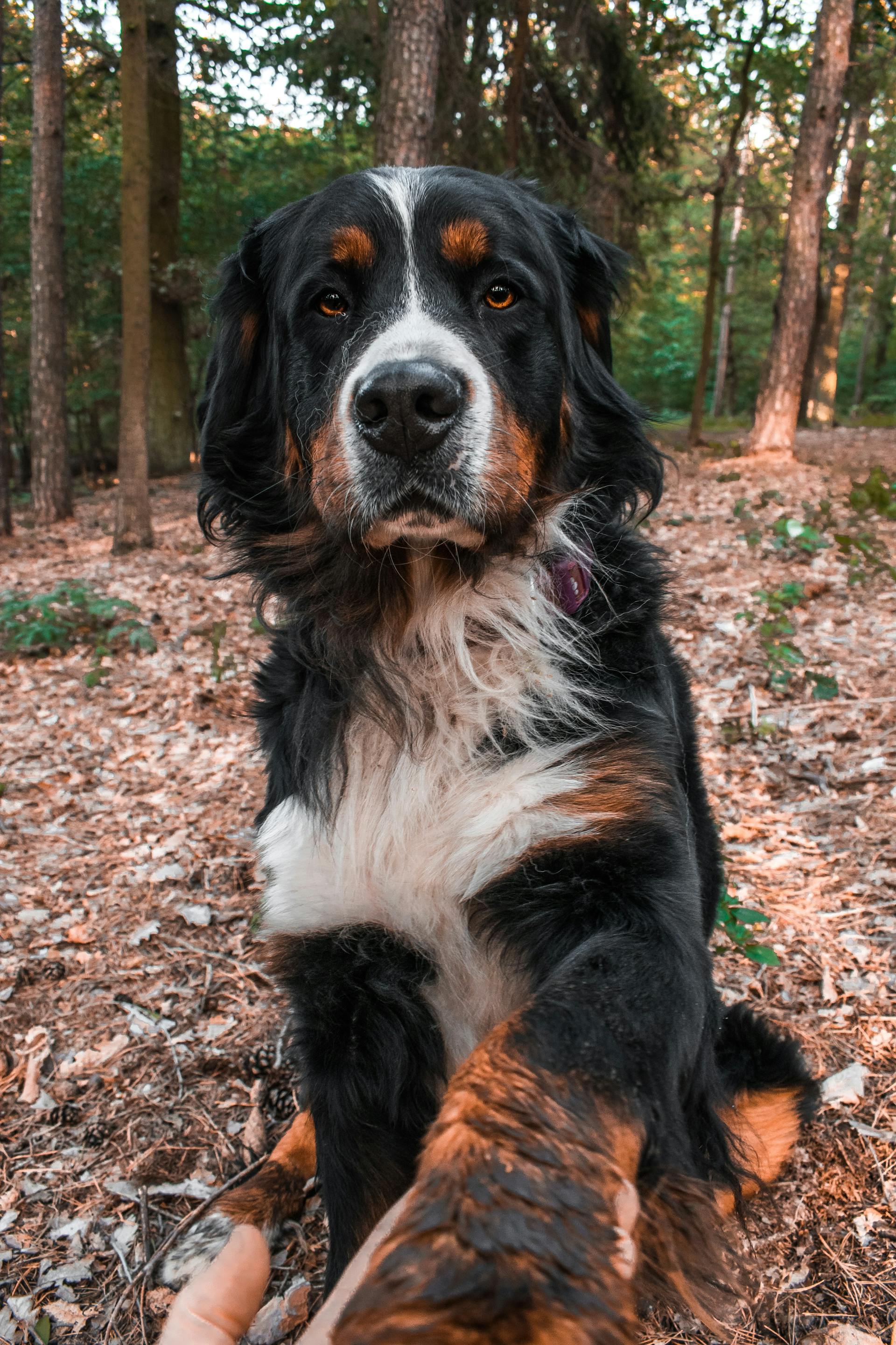 Bernese Mountain Dog