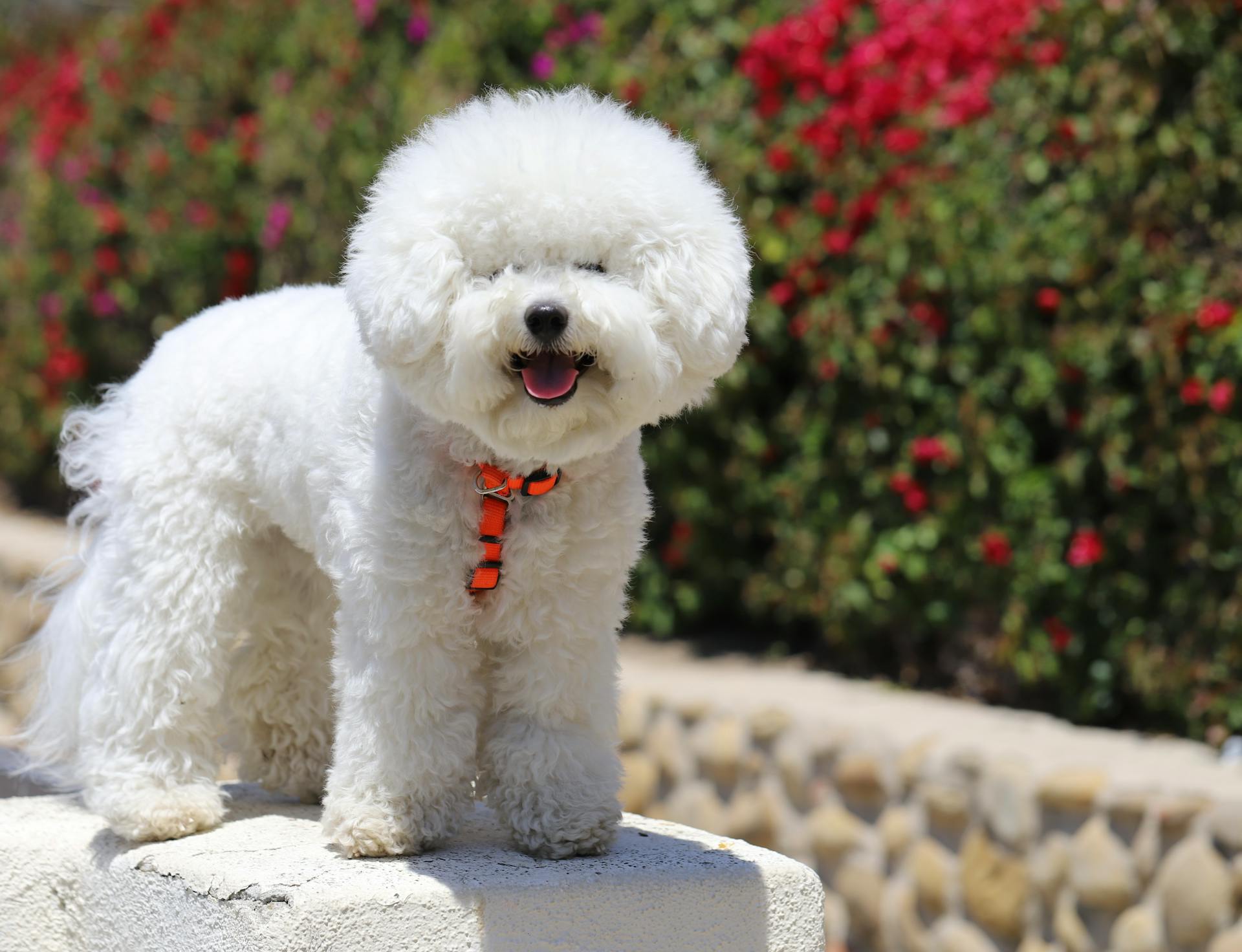 Bichon Frise