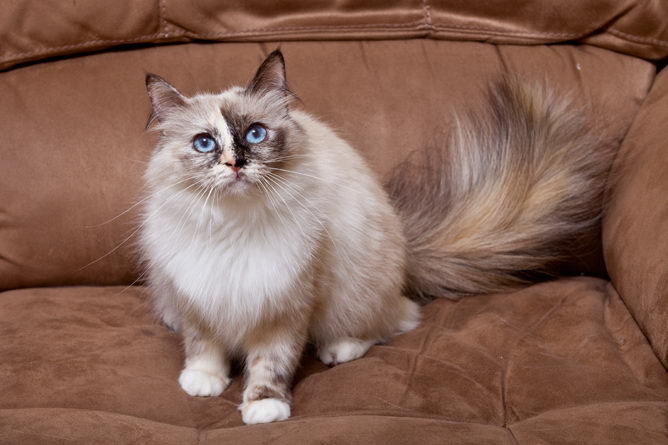 Birman