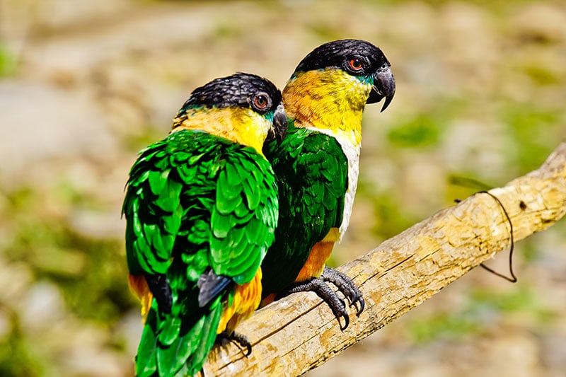 Black-headed Caique