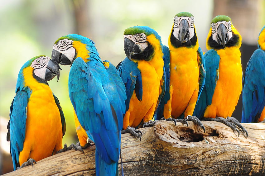 Blue-and-yellow Macaw (Ara ararauna)