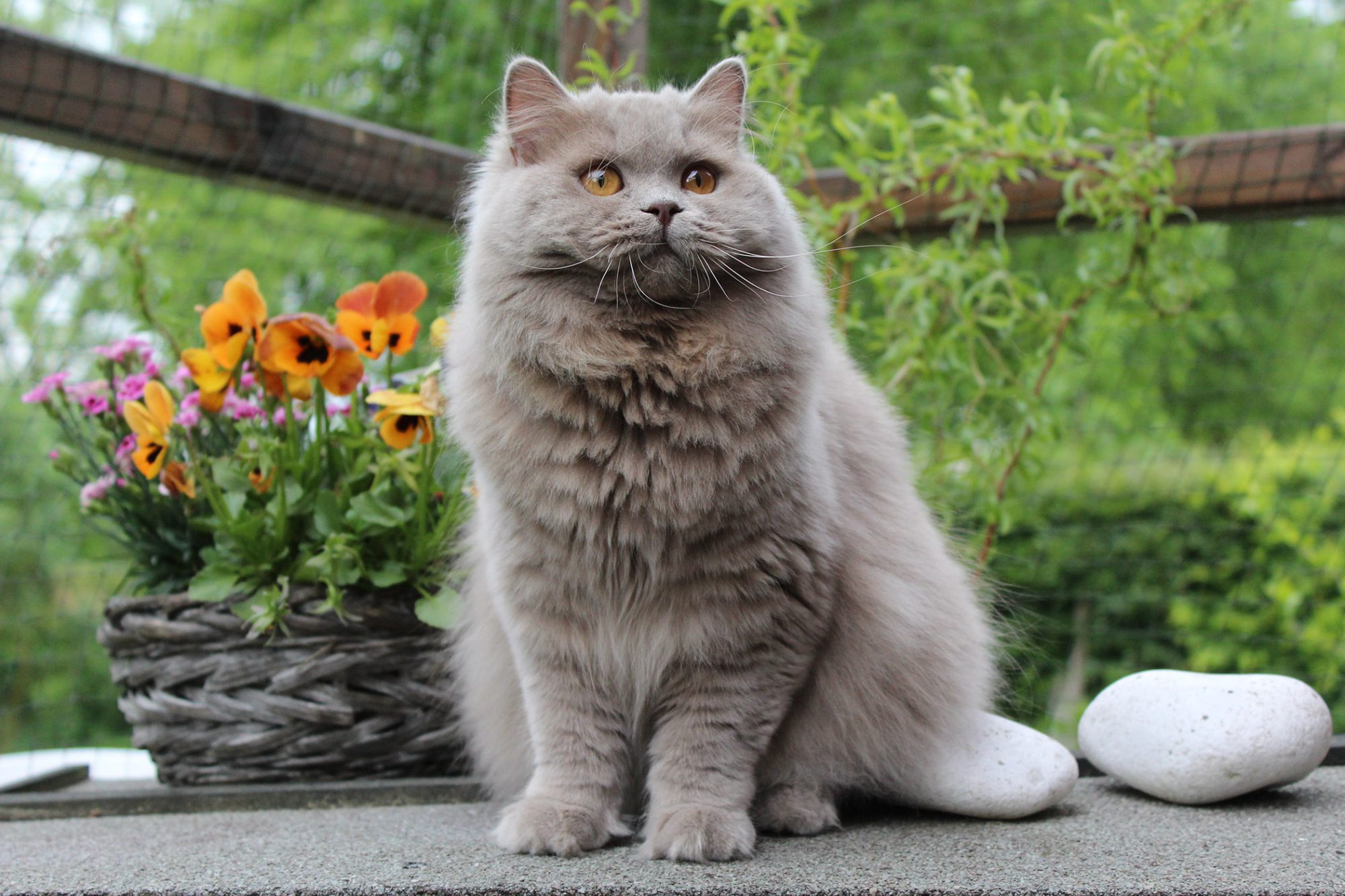 British Longhair