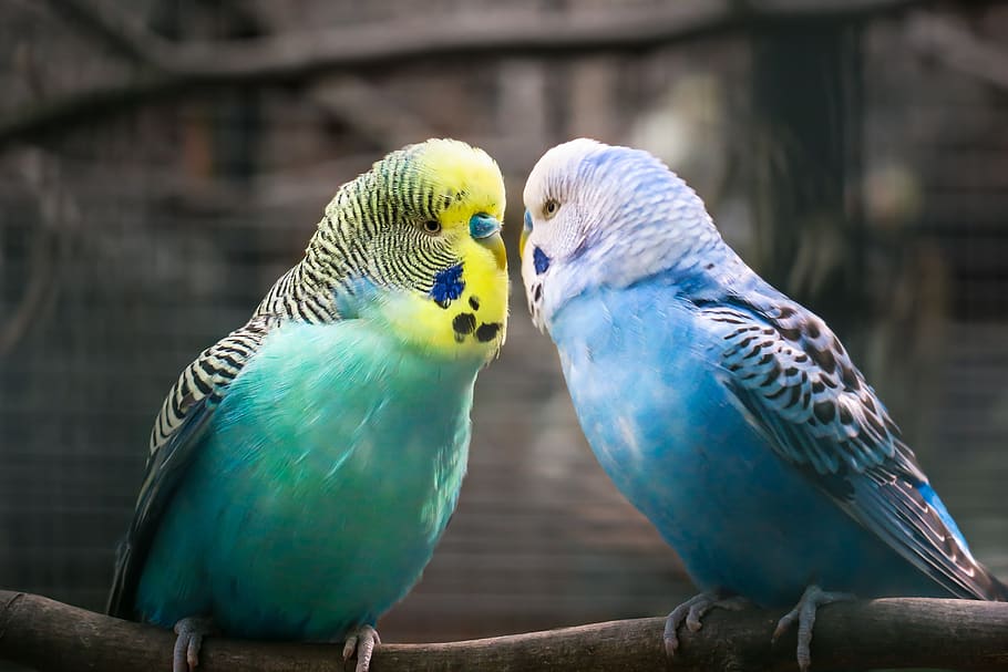 Budgerigar (Budgie)