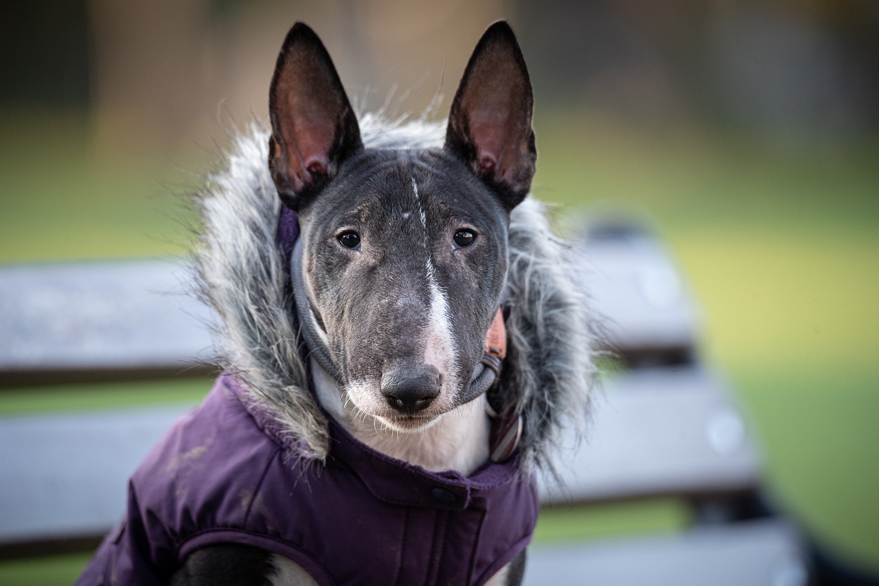 Bull Terrier