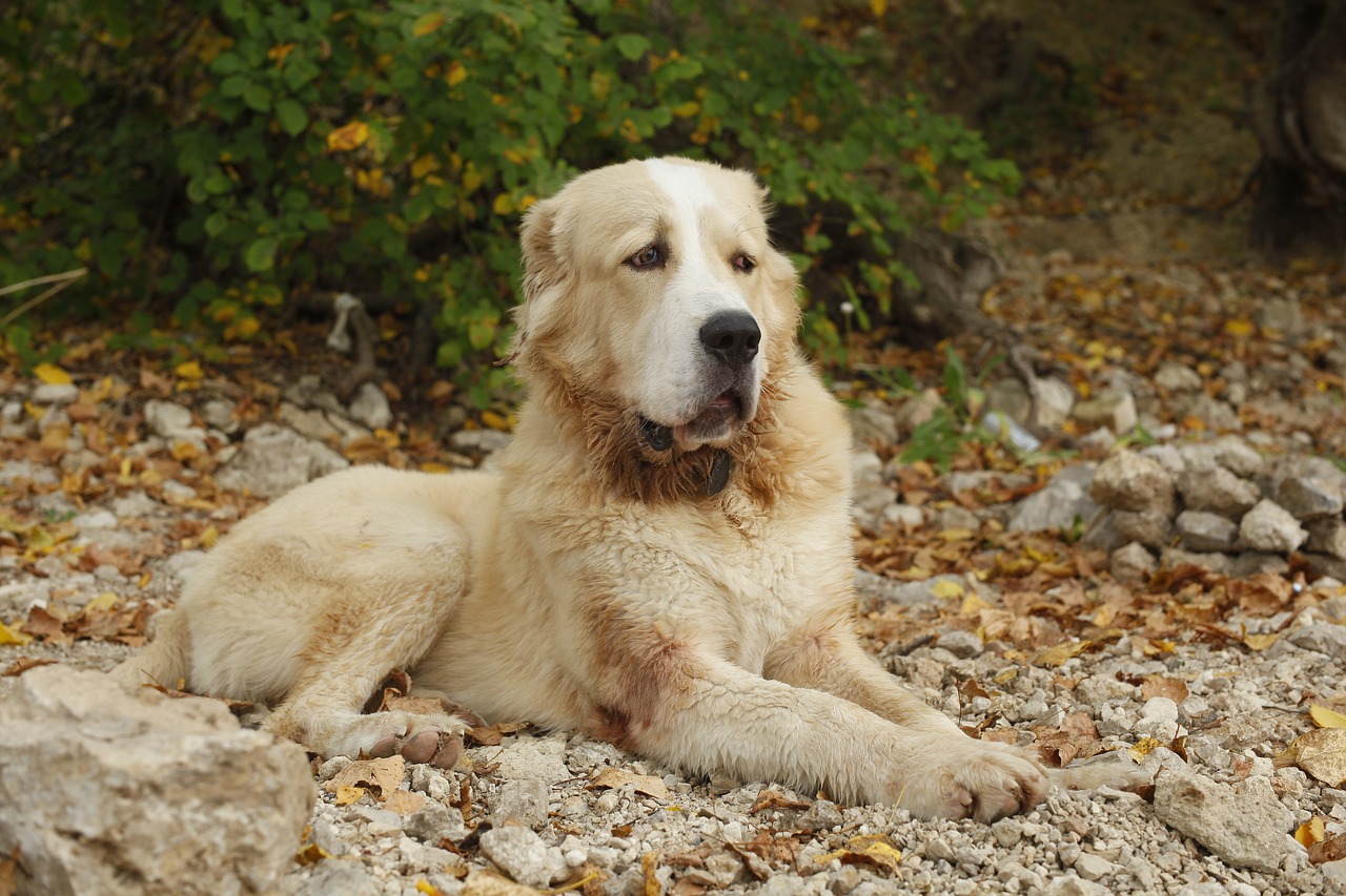 中亚牧羊犬