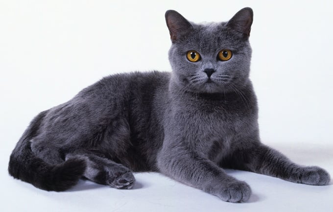 Chartreux