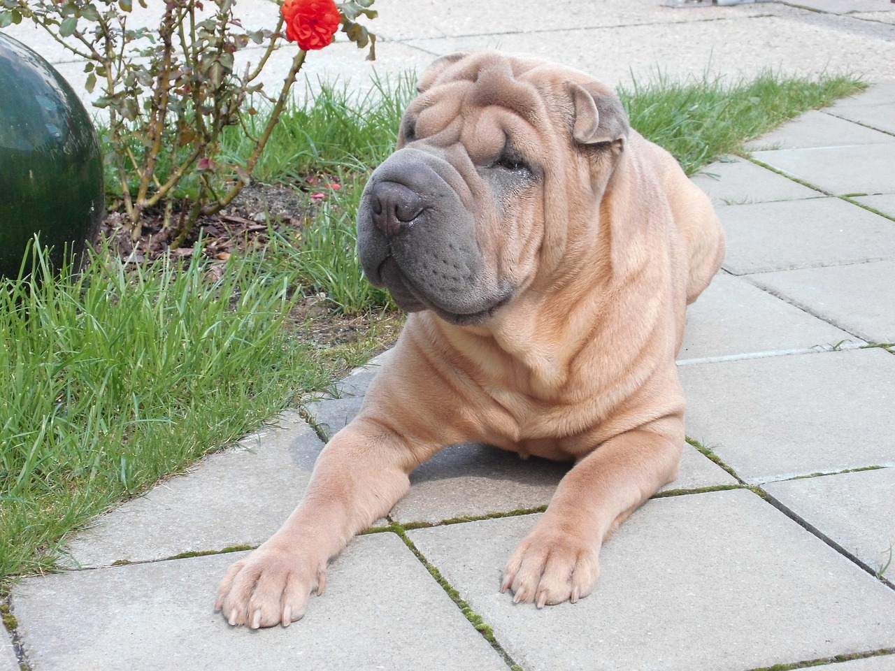 Chinese Shar-Pei