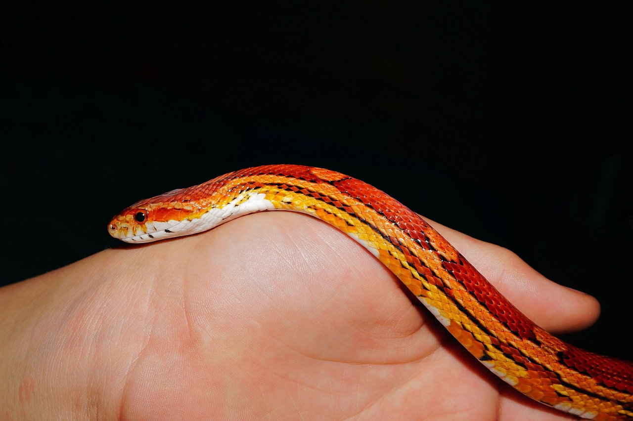 Corn Snake