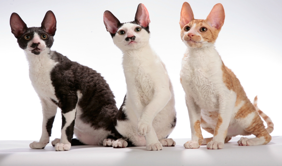 Cornish Rex