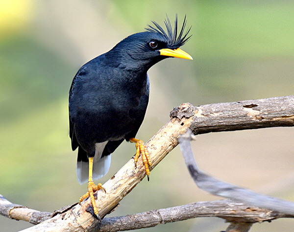 Crested Myna (Acridotheres cristatellus)