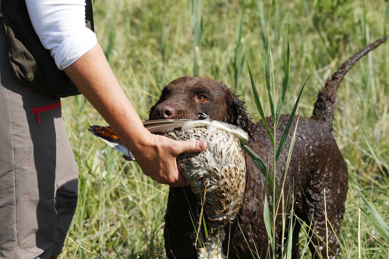 Curly-Coated Retriever