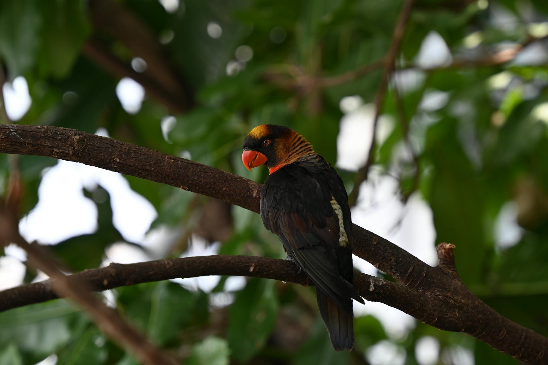 Dusky Lory