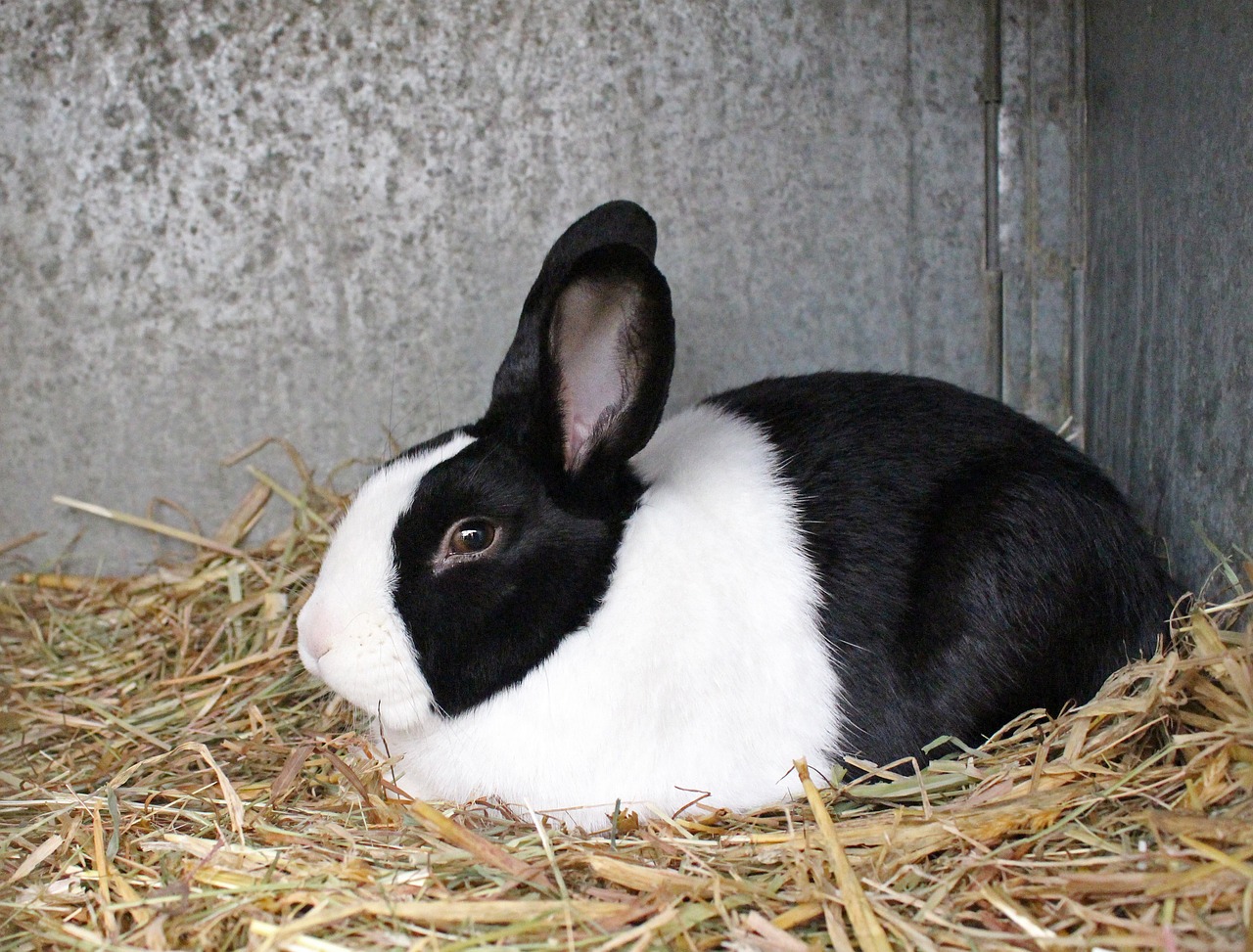 Dutch Rabbit: The Classic Beauty