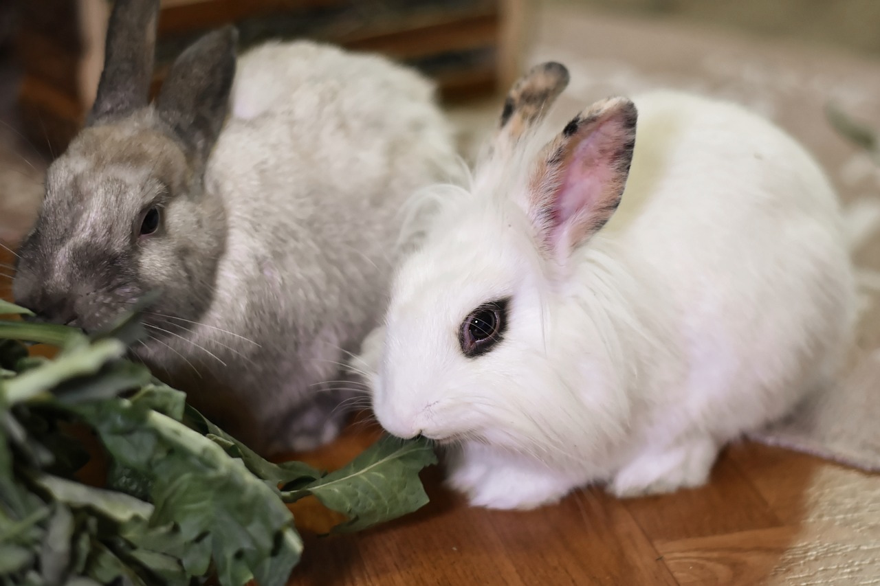 Dwarf Hotot: The Little White Gem