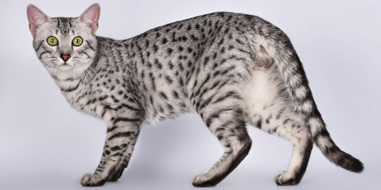 Egyptian Mau