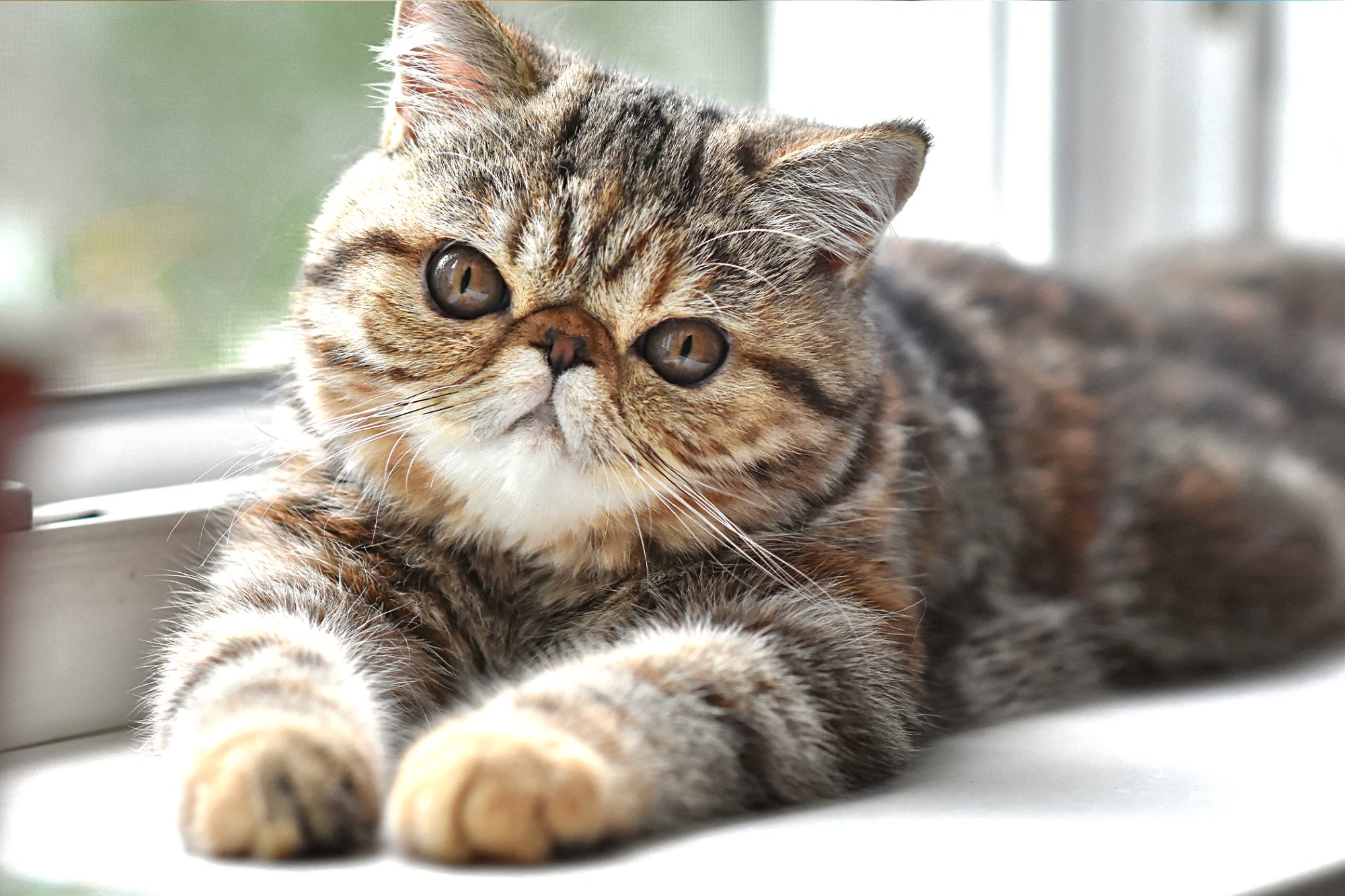 Exotic Shorthair