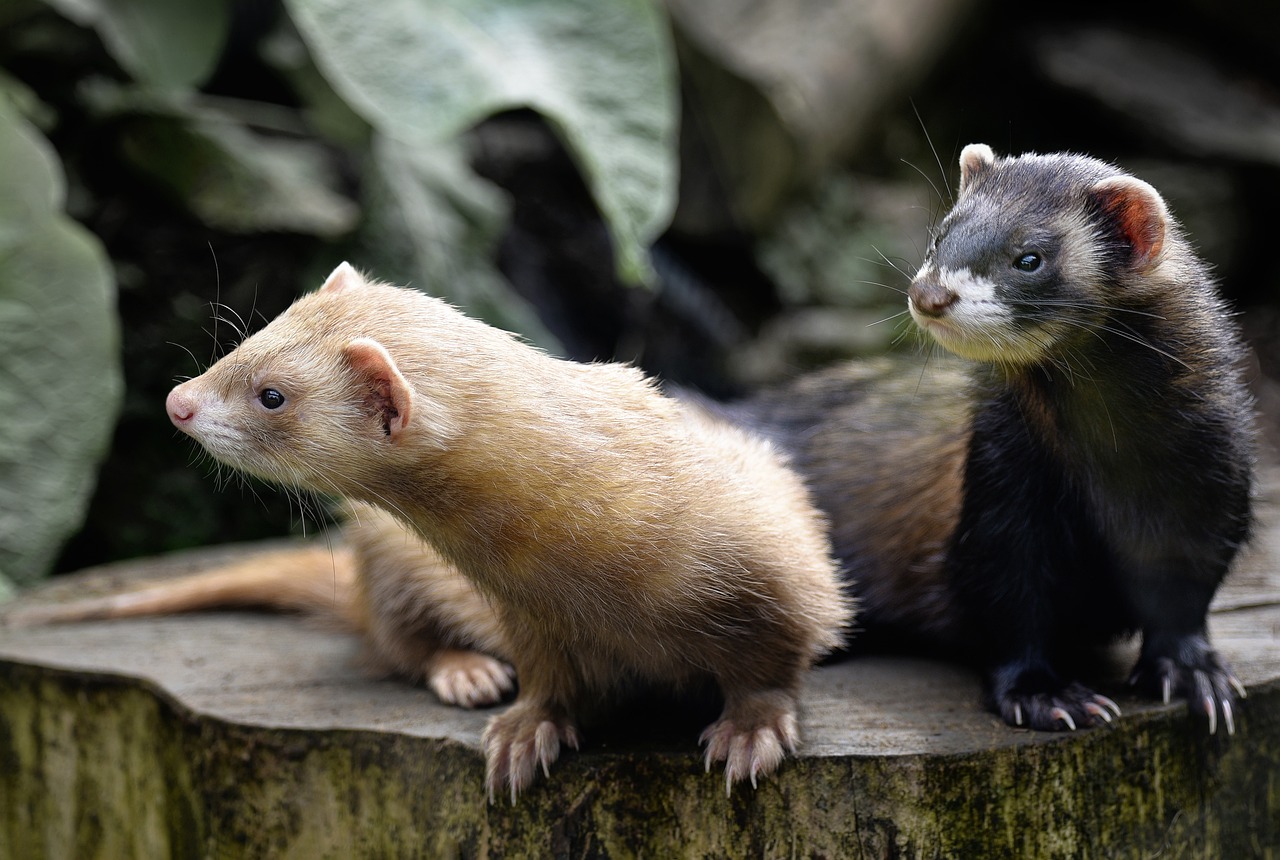 Ferret: The Playful Bandit