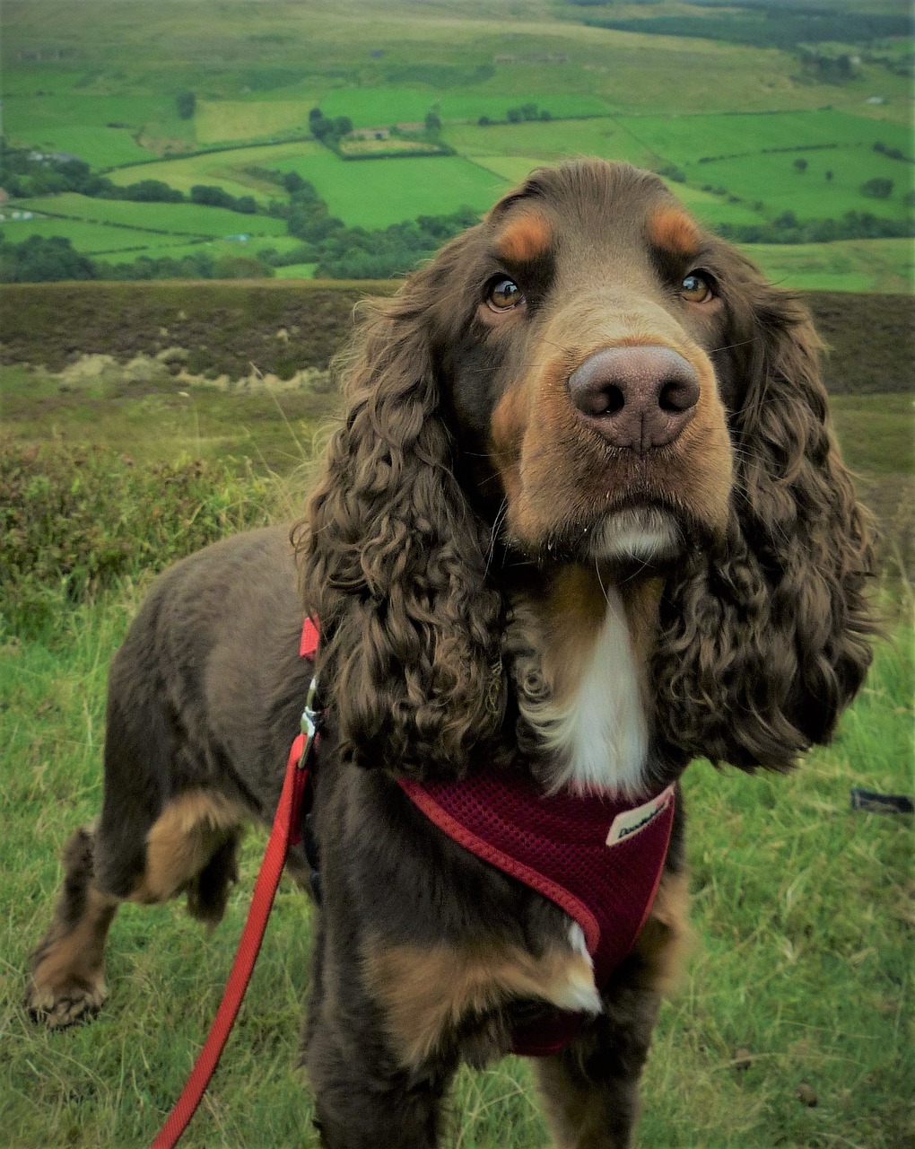 Field Spaniel