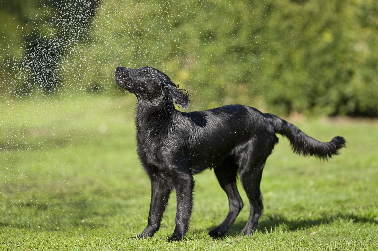 Flat-Coated Retriever