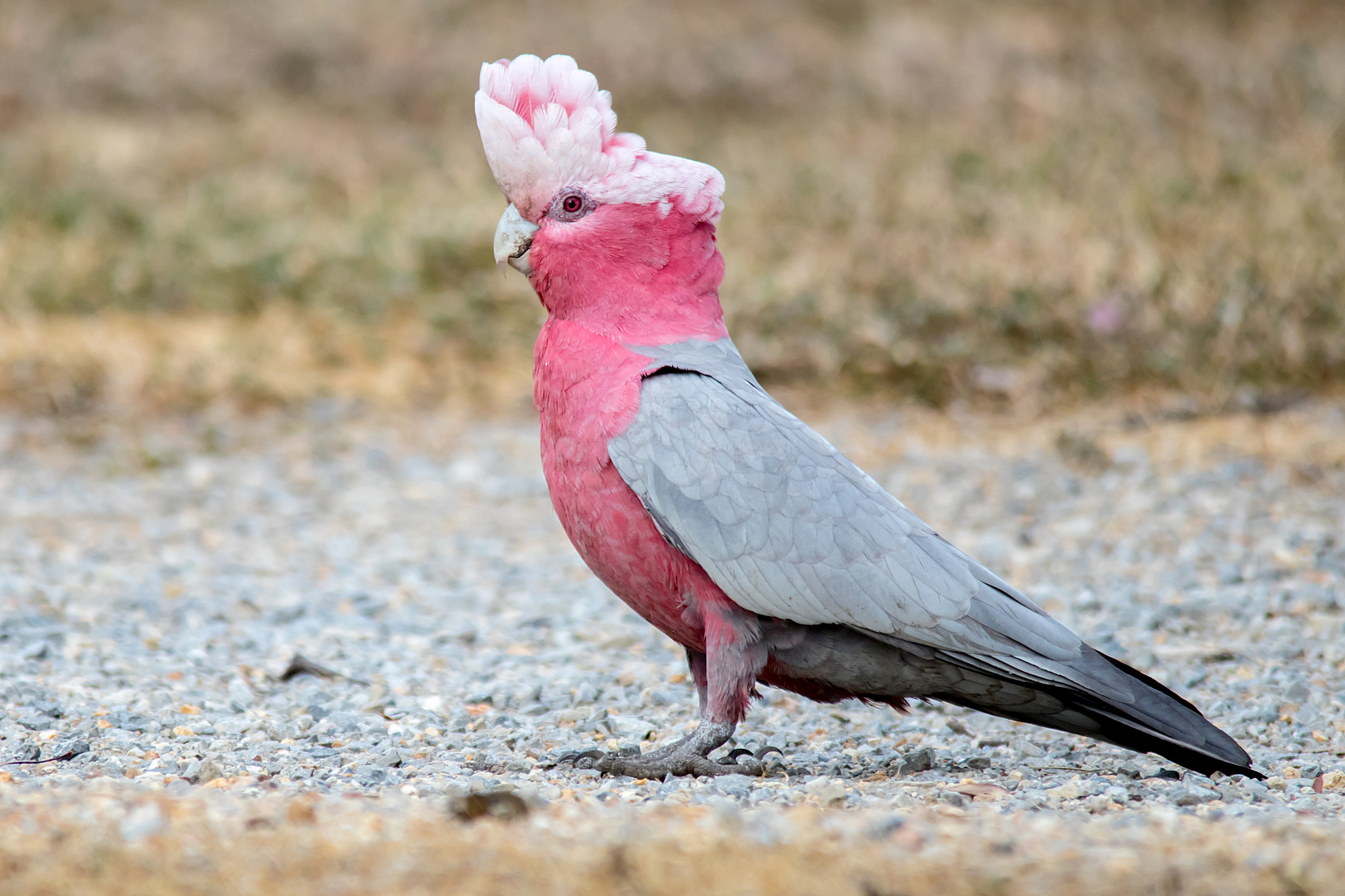 Galah