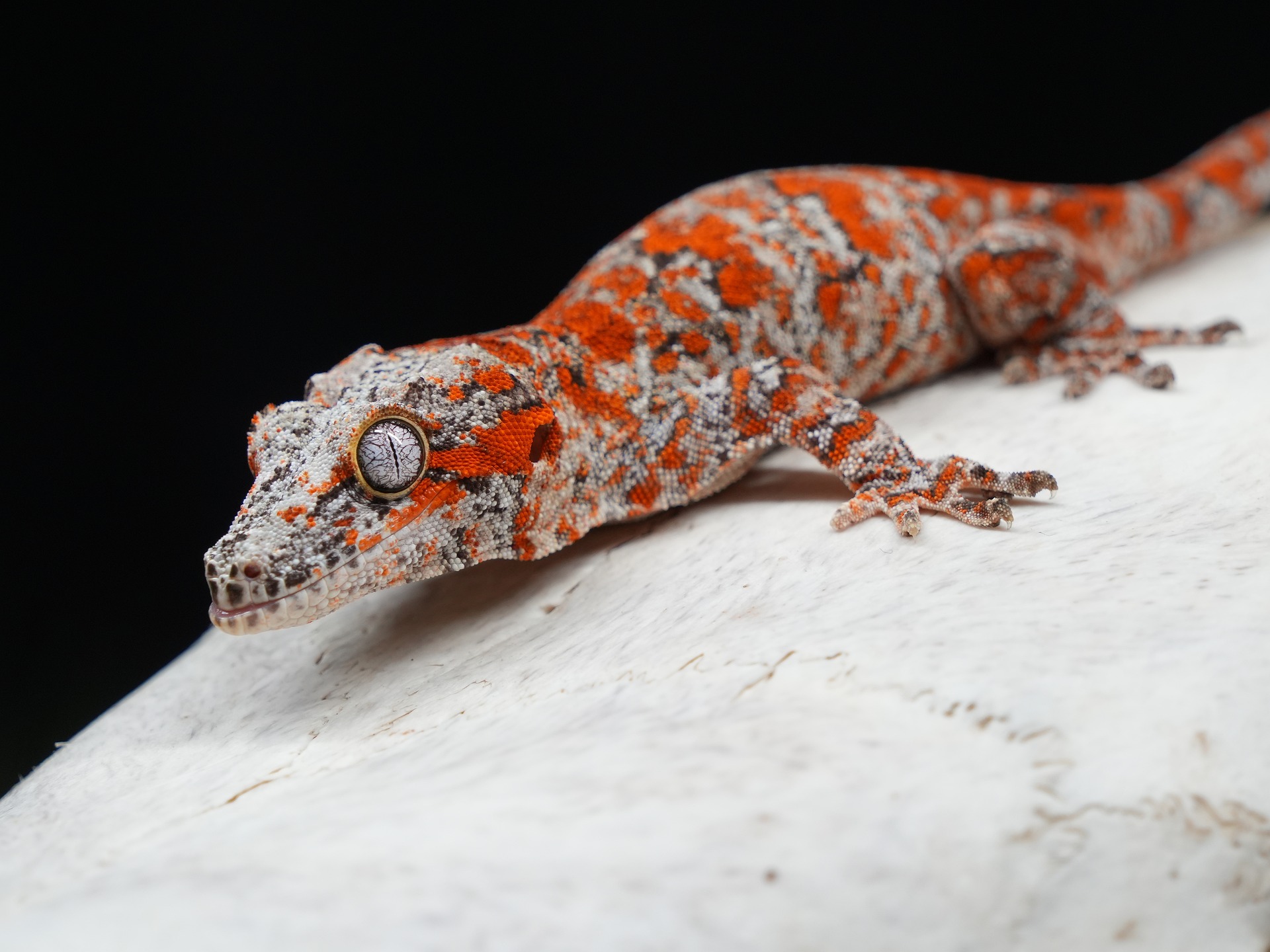 Gargoyle Gecko