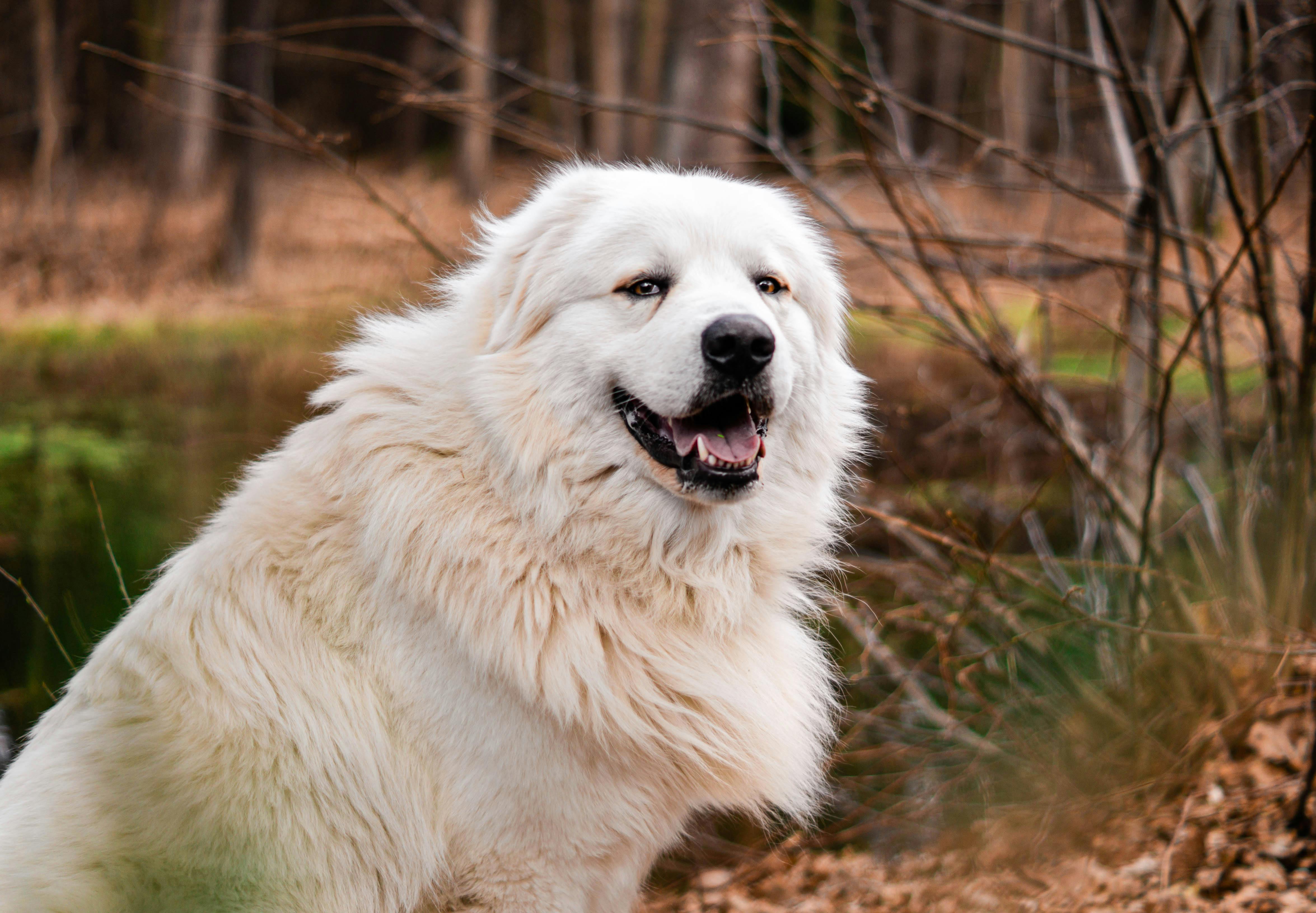 Great Pyrenees