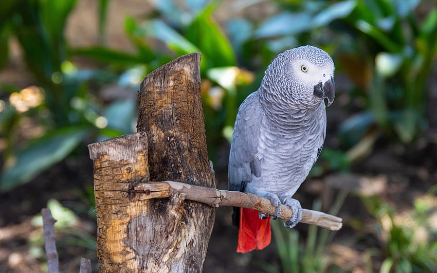 Grey Parrot (African Grey)