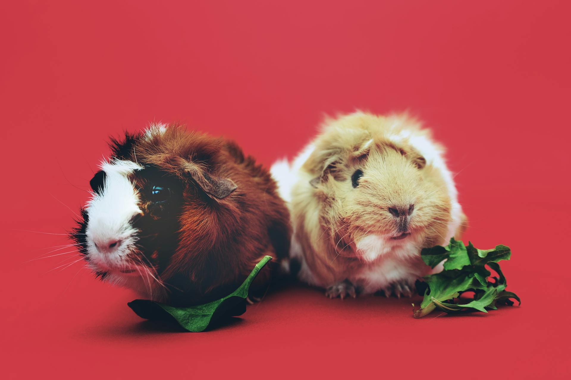 Guinea Pig: The Gentle Companion