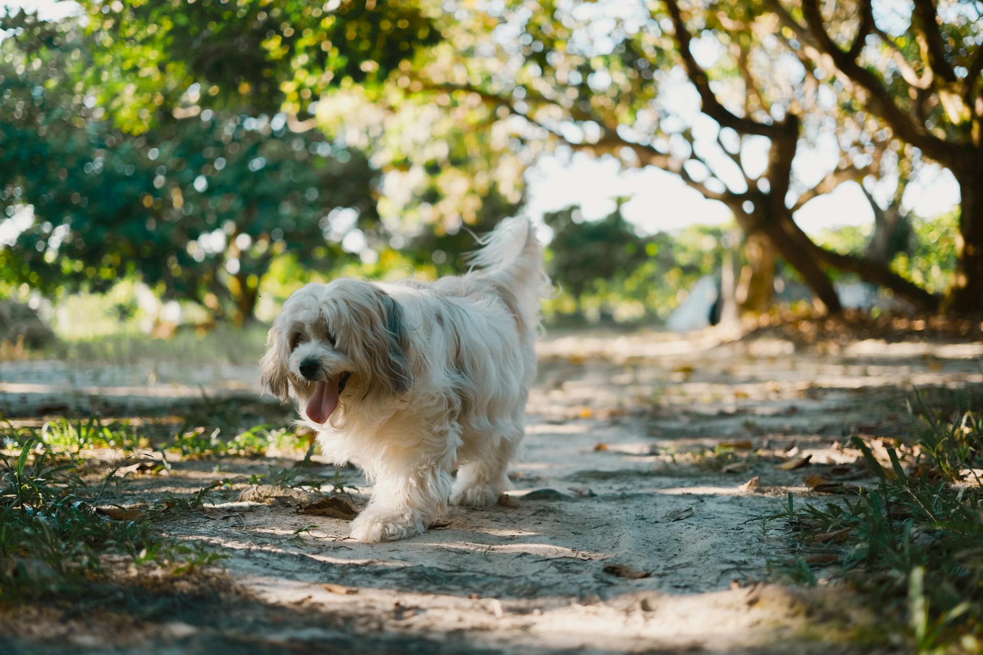 Havanese