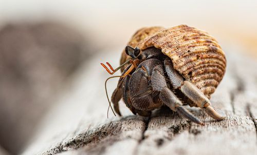 Hermit Crab: Ein faszinierendes kleines Haustier