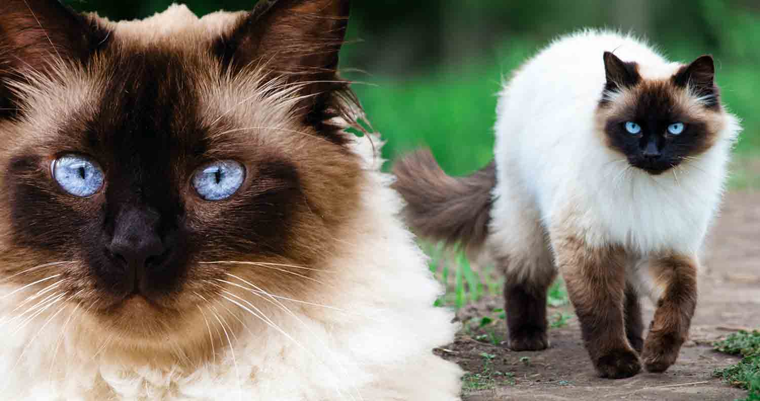 Himalayan Cat