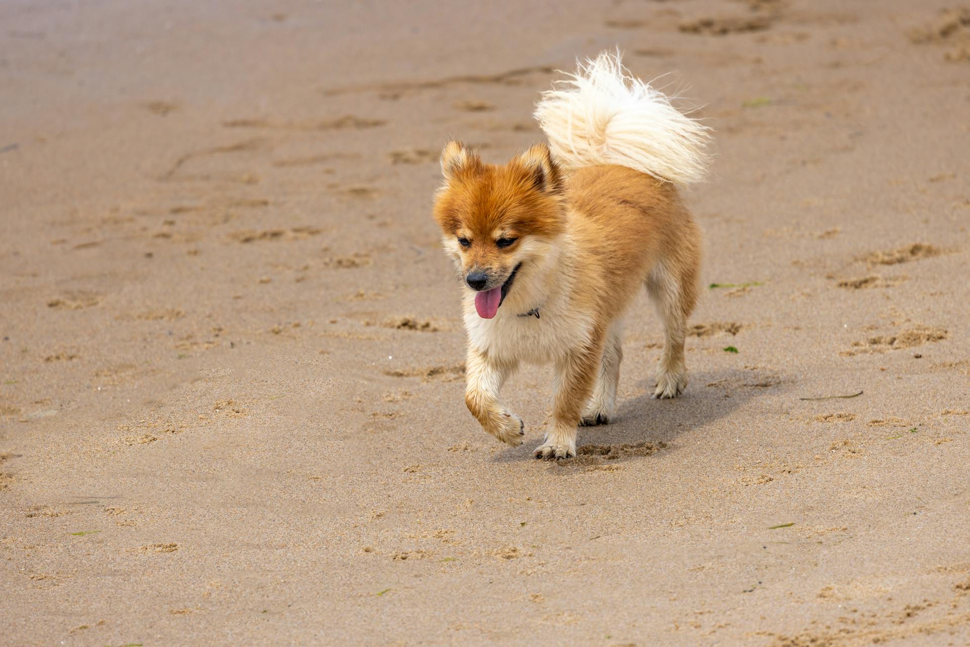 Icelandic Sheepdog