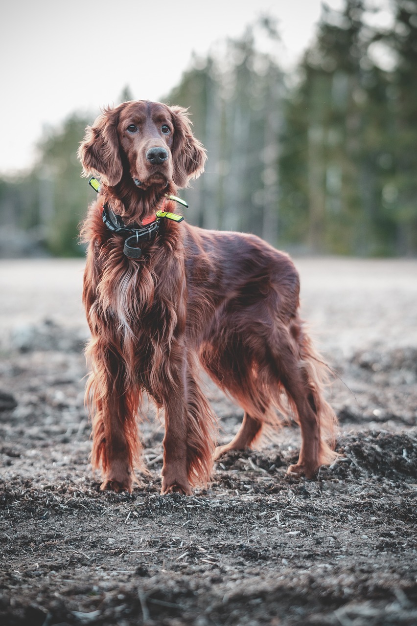 爱尔兰塞特犬