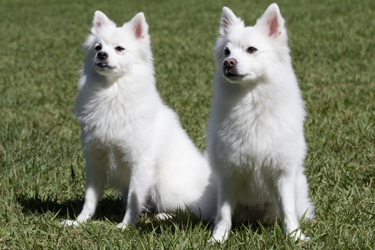 日本狐狸犬