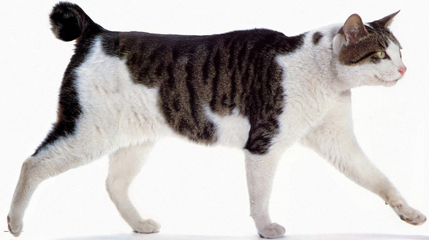 Japanese Bobtail