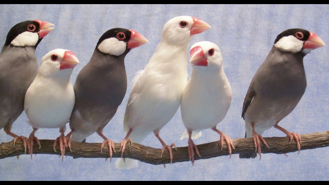 Java Sparrow