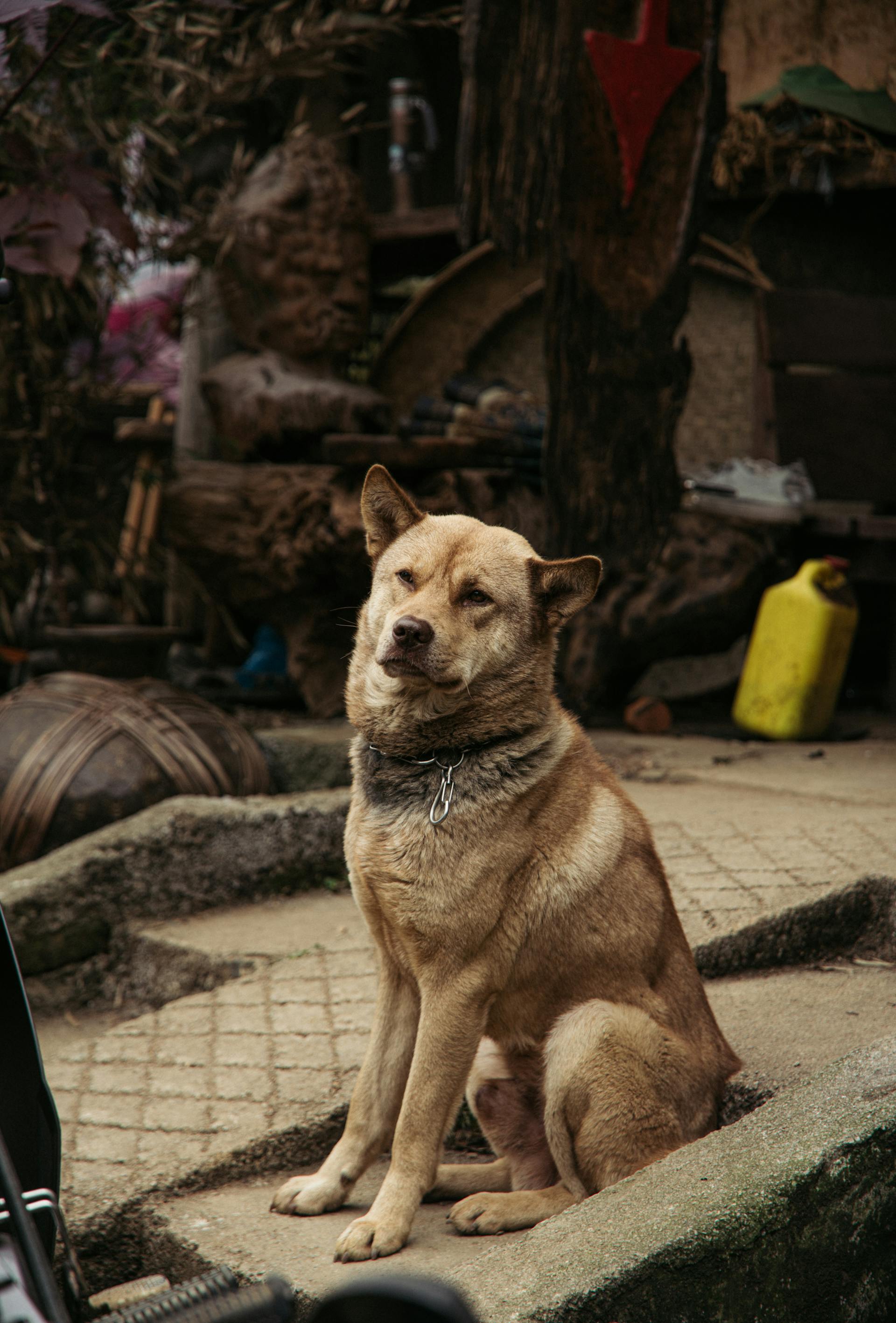 Jindo